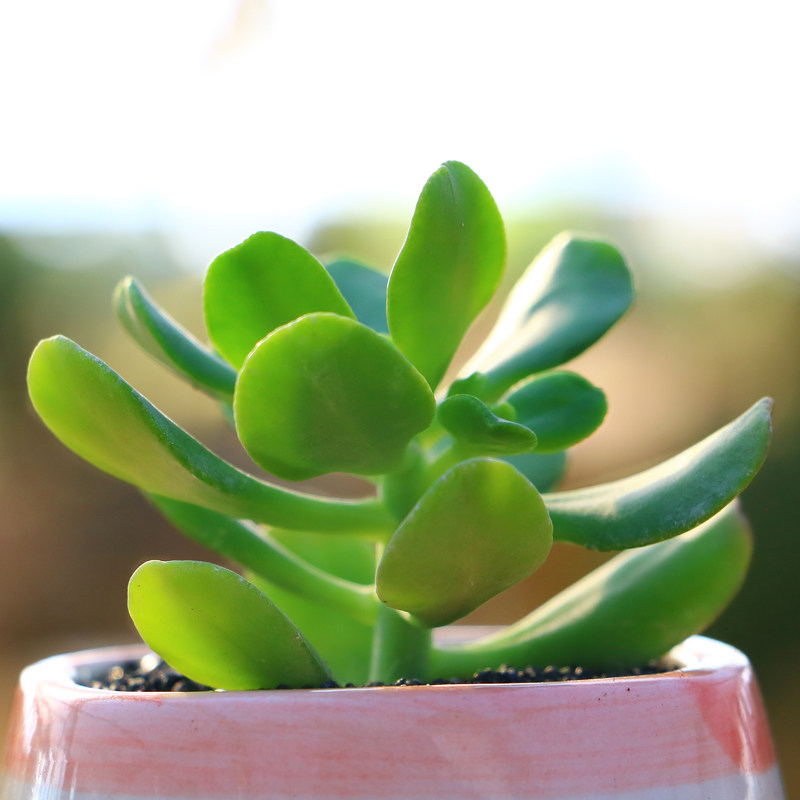 植物永盛园艺多新款达摩宝珠室内多肉萌肉花卉多肉植物