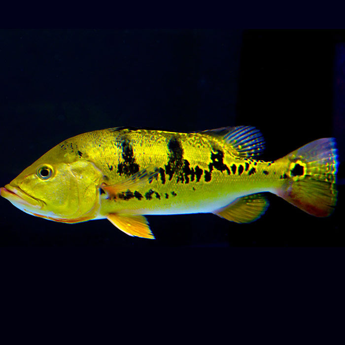 三间活体中大型热带鱼观赏鱼皇冠鱼巴西亚金老虎鱼鱼