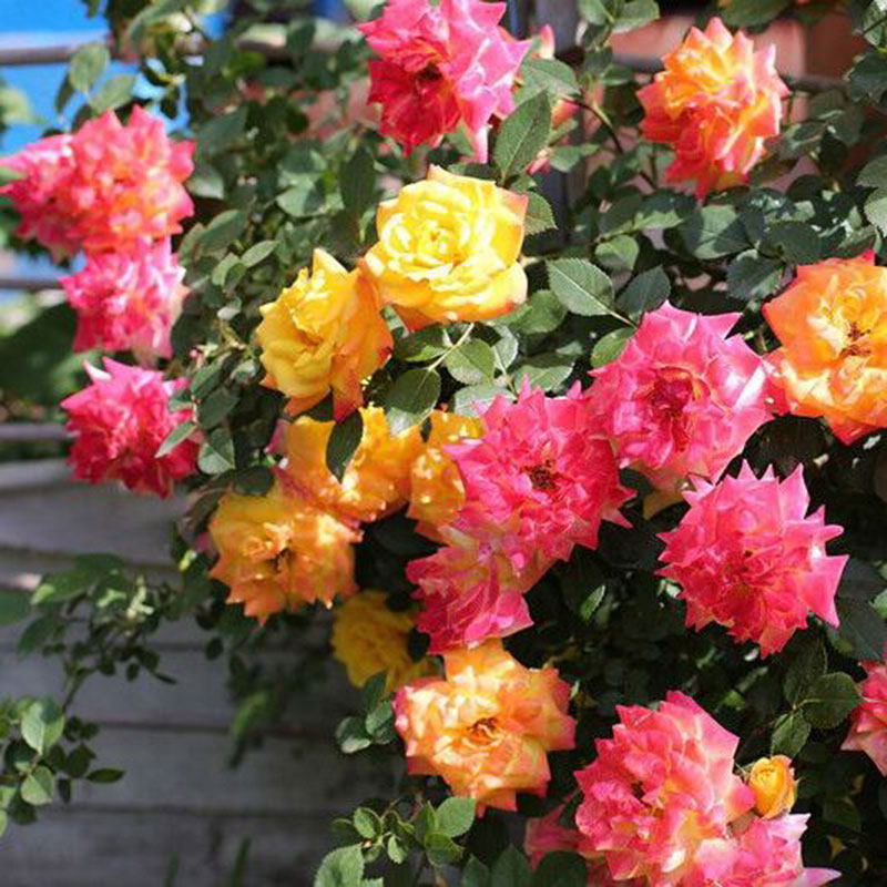 彩虹月季月季花花苗变色龙欧月藤本大花爬藤植物时令草本花卉