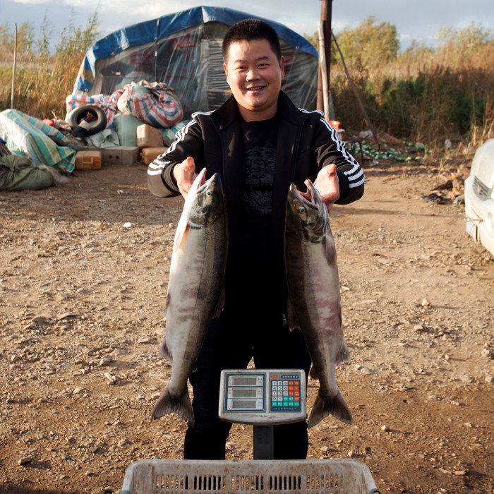 渔民直销正宗抚远大马哈鱼黑龙江特产野生鲜鱼马哈鱼新鲜速冻大鱼