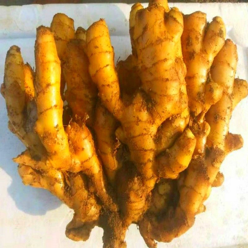 山东二2号姜种苗小黄姜老姜精品小姜小山姜生姜月子姜土姜5斤特级