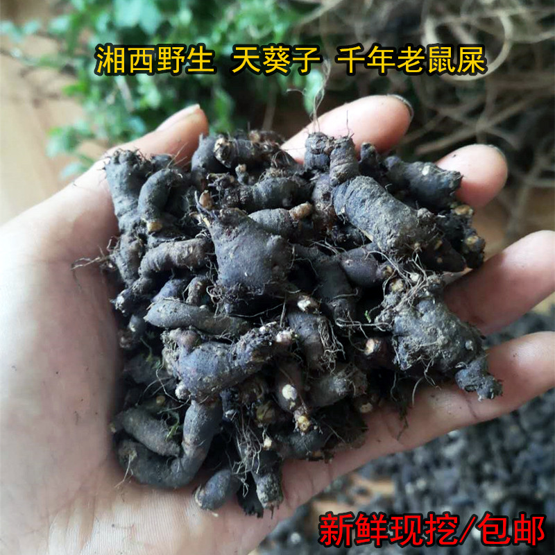 纯野野生中药材天葵千年老鼠屎山耗子屎紫背天其他药食同源食品