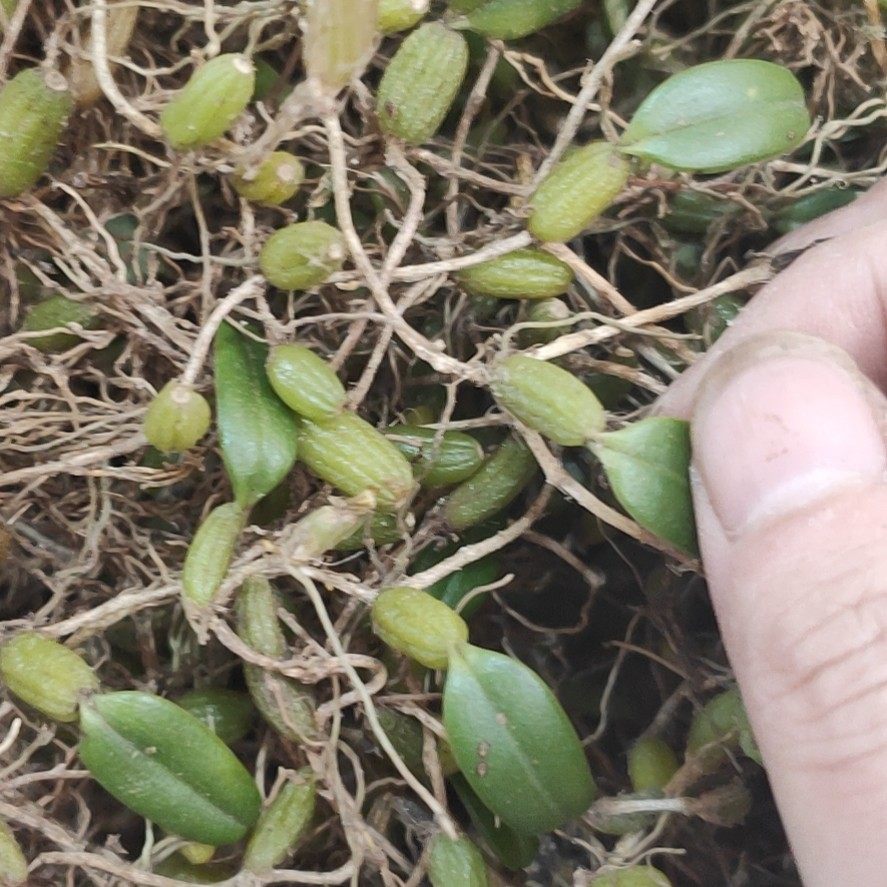 石橄榄叶石包邮材料煲汤新鲜石豆仙桃果叶小号其他药食同源食品