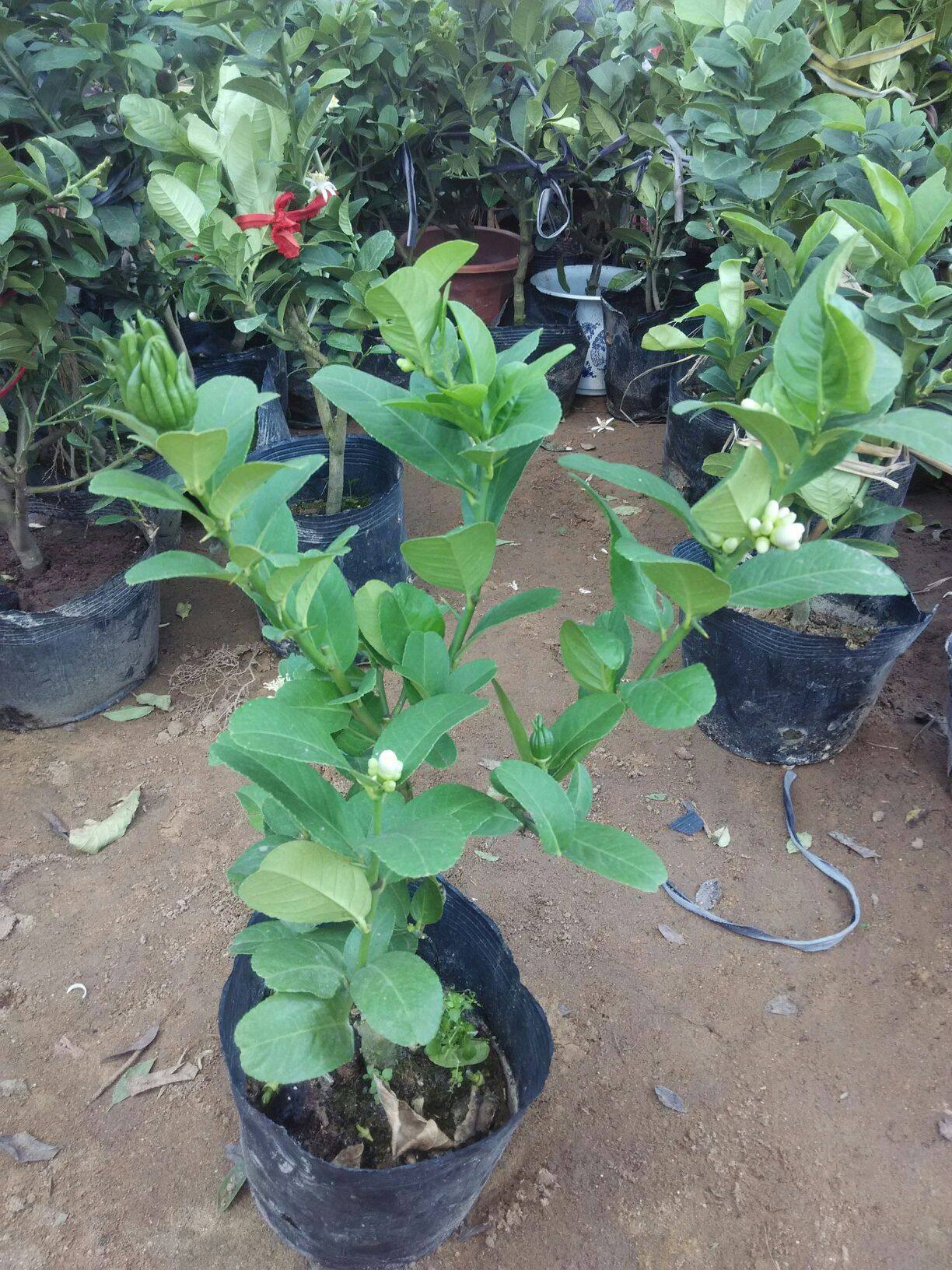 盆栽金佛手办公室花卉树苗千佛手果树客厅当年结果绿植