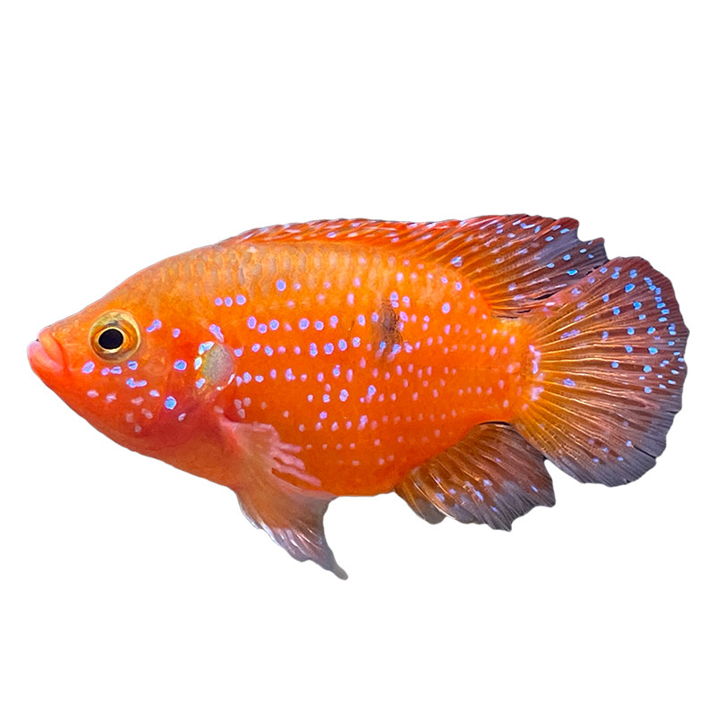 红宝石球血热带大型观赏鱼活体面红皇冠蓝宝石慈鲷鱼