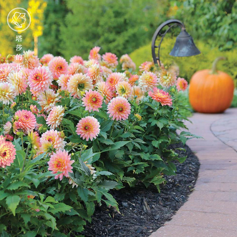 塔莎的花园 大丽花种球荷兰进口盆栽地栽花大重瓣球根预售