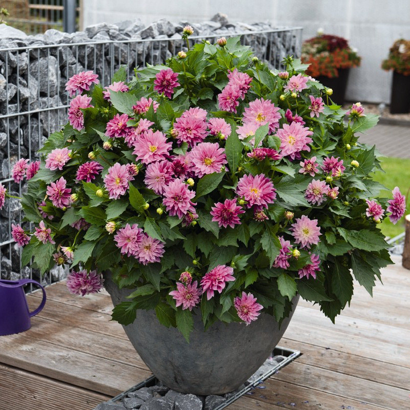 塔莎的花园 大丽花盆栽庭院观花植物多年生好养易活花卉盆栽植物