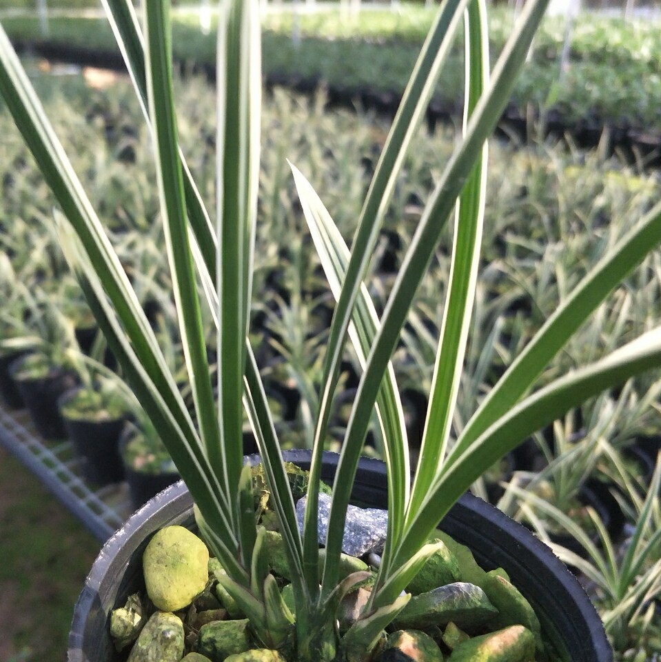 浓香香型金边矮种兰花花苗春兰黄金甲兰艺草黄时令草本花卉