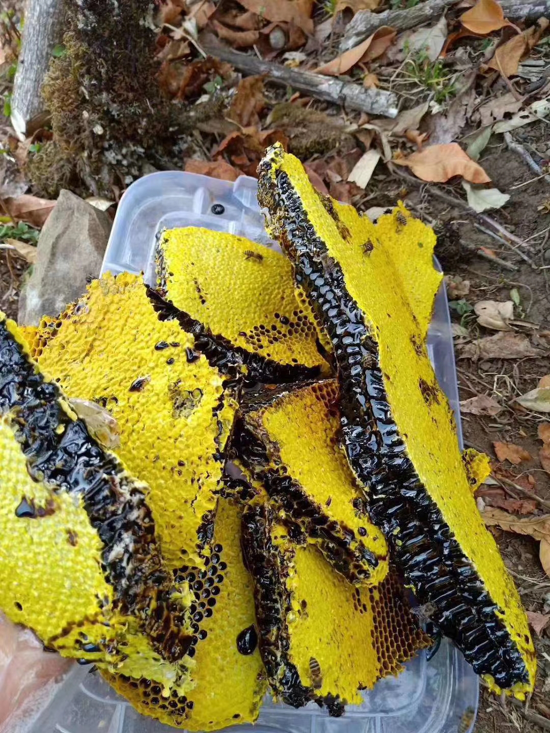 新蜜中缅边境野生米团花黑蜂蜜黑蜜野蜜崖蜜树洞蜜药蜜500克代发