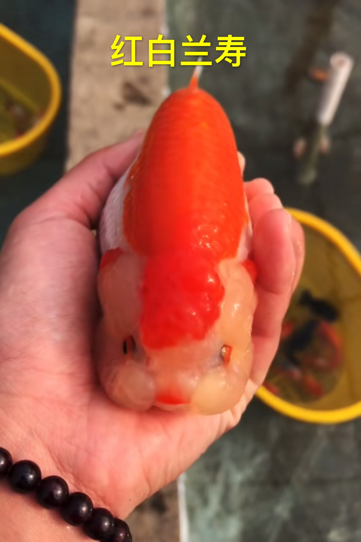 兰寿金鱼纯种活鱼练手观赏鱼重墨奶牛三色奶花鱼