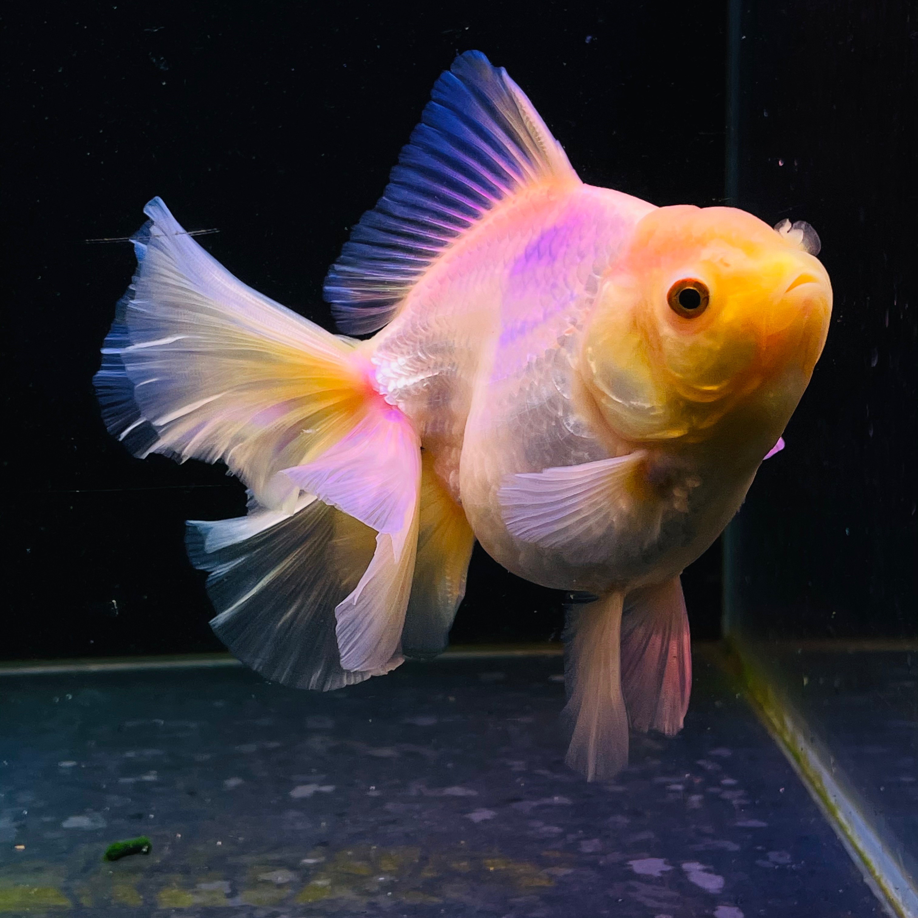 泰狮百褶裙苗原精品红白黑泰菠萝兰寿金鱼冷水鱼