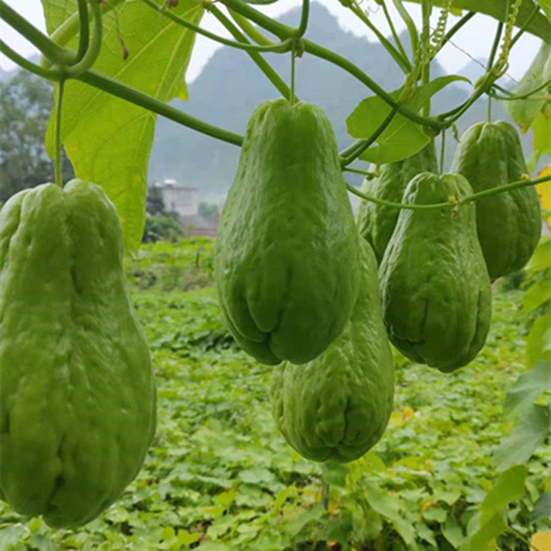 能吃包成活装包110个成活盆栽苗尖种苗龙须菜洋瓜绿植