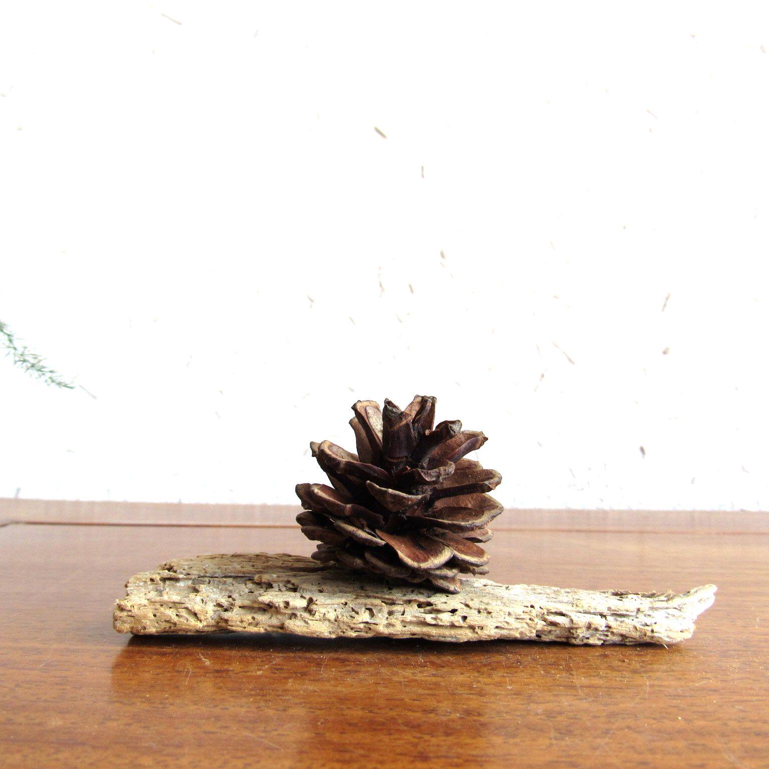 千年胡杨枯木风化原木随形摆件自然生态禅意景观摆件