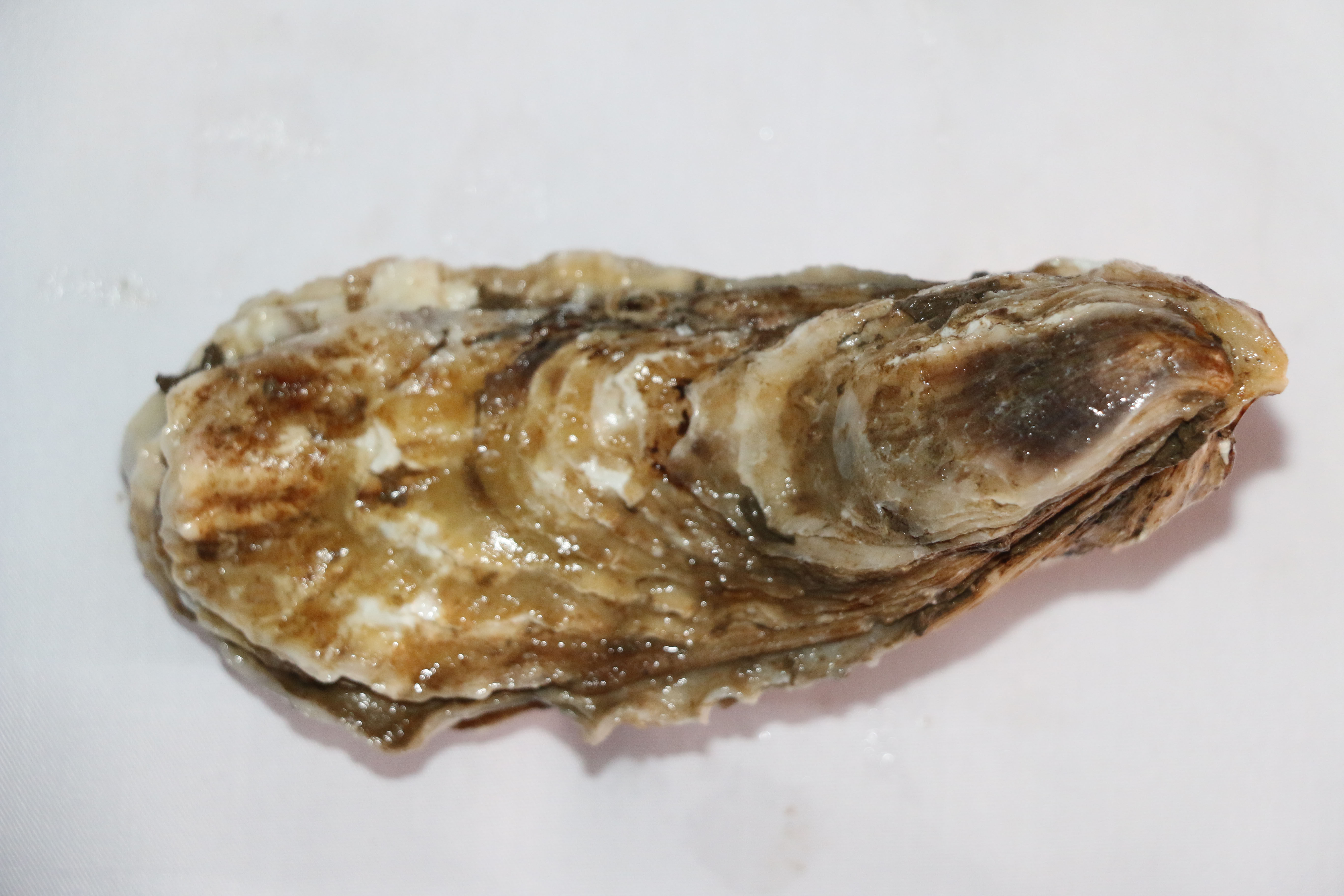 生蚝带壳大生蚝肉海鲜鲜活乳山野生牡蛎新鲜海生蚝