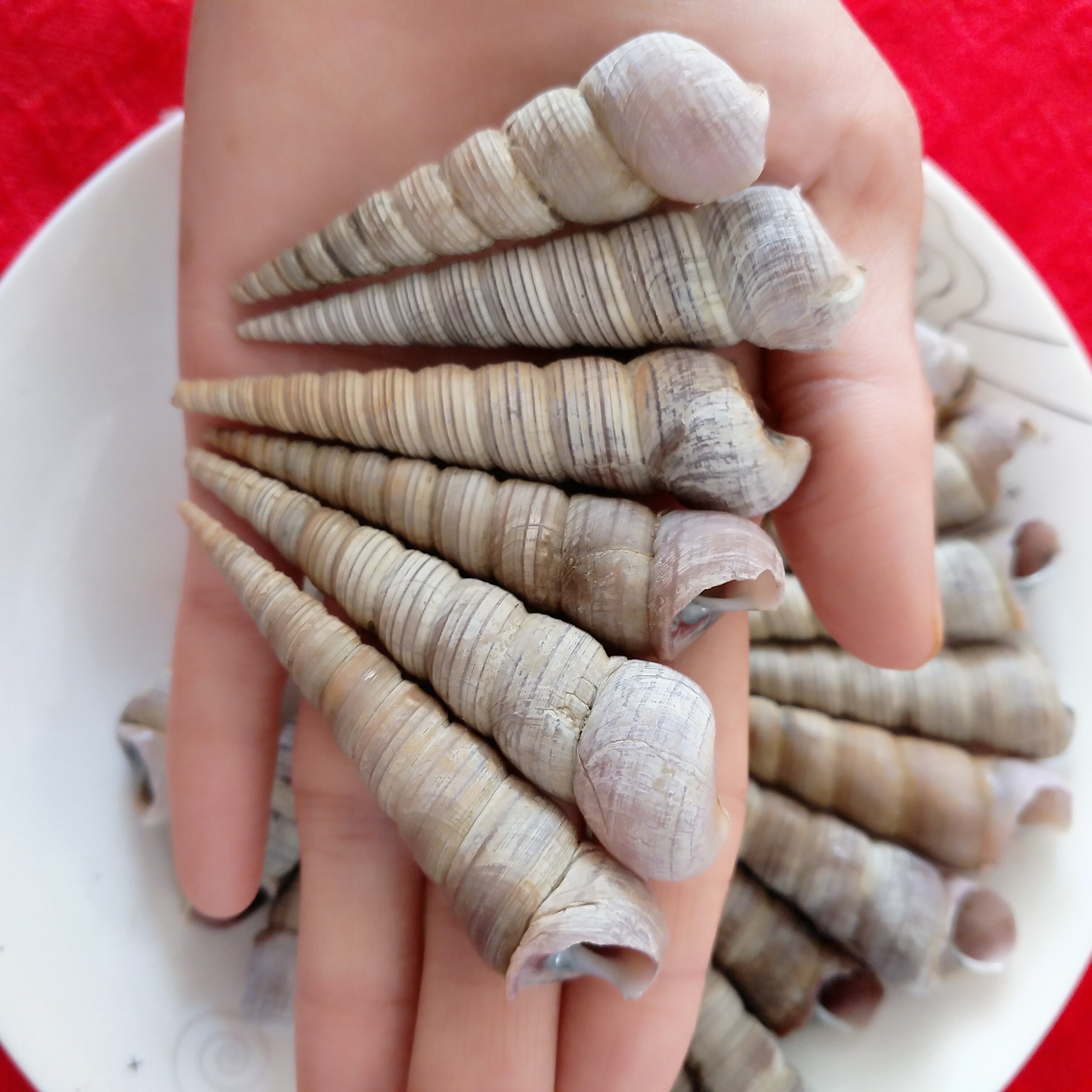 钉螺鲜活批发海鲜水产贝类新鲜钉螺野生海螺丝不去尾钉3元/250克