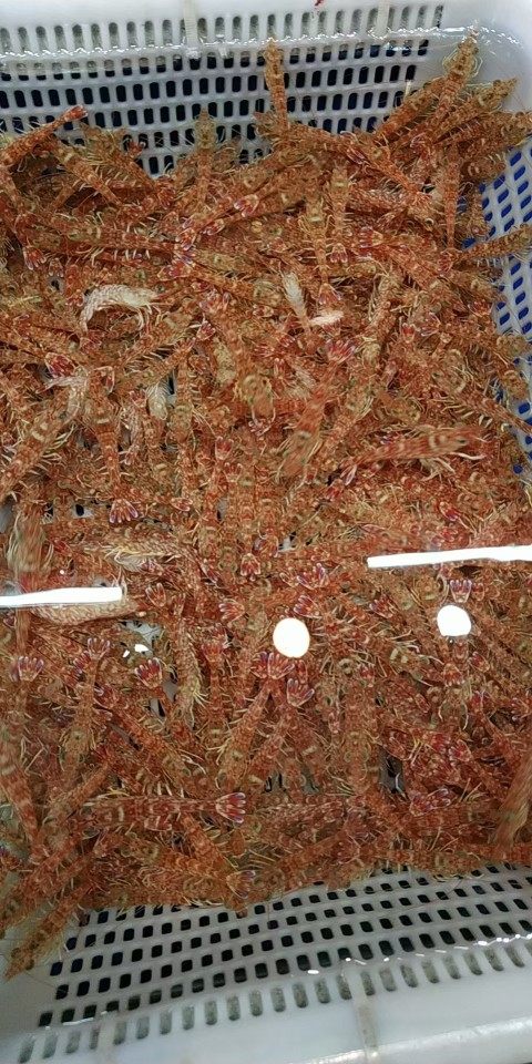 涠洲岛海野生珊瑚虾红3斤1500g海鲜水产鲜活活虾