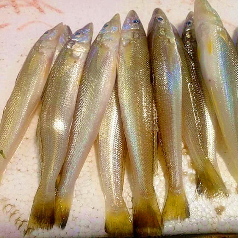 2斤涠洲岛野生海鲜沙尖鱼海钓沙钻鱼 季节性量少鲜活水产顺丰包邮