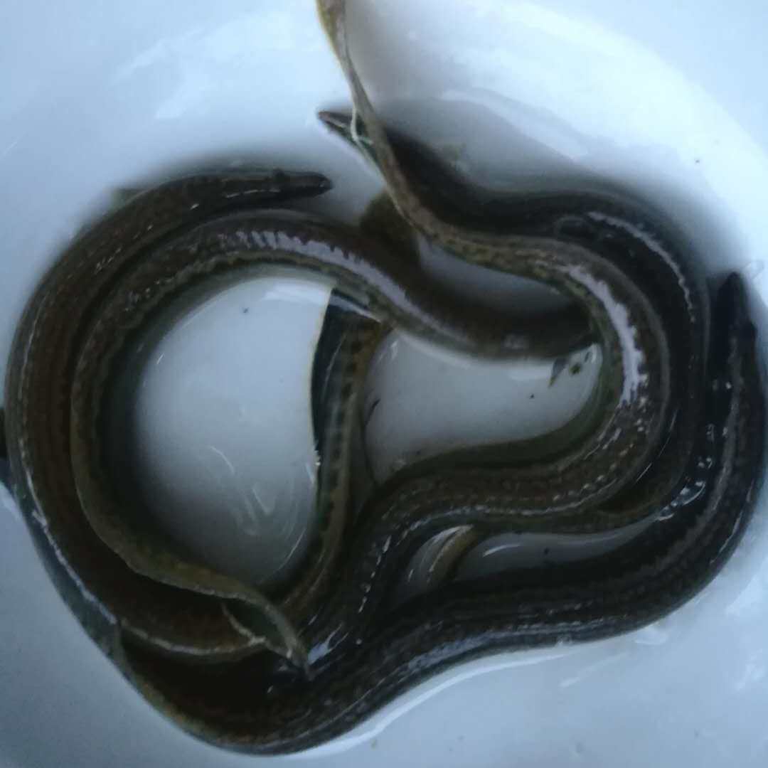 野生纯野特产刺鳅淡水泥鳅板鳅无盐刺湖鱼干鱿鱼干