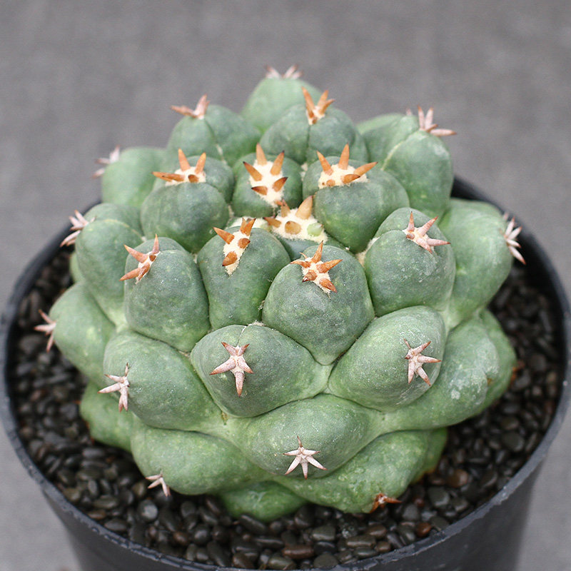 多肉植物正版短豪刺象牙丸 实生短白刺象牙 开花仙人球小盆栽