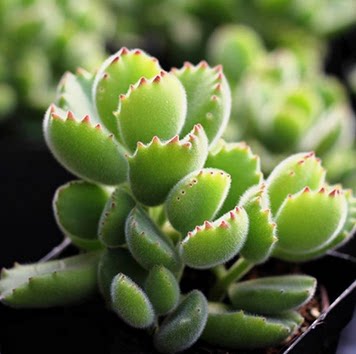 熊童子多肉植物黄熊绿熊白熊小熊掌可爱绿植盆栽进货空气