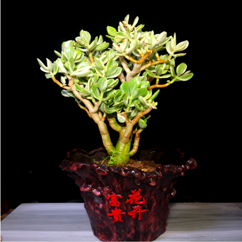 三色花月玉树盆栽苗老桩树花植物多肉燕子室内多肉植物