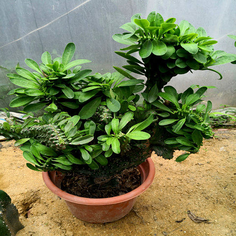 多肉植物玉麒麟盆栽花卉仙人掌麒麟掌观赏盆栽室内多肉净化空气