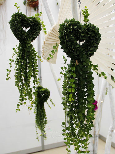 百万万心吊兰盆栽多肉室内长藤垂吊情人泪耐绿植