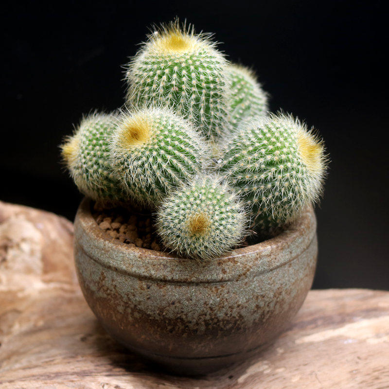 金丝猴仙人球金金冠盆栽耐旱仙人掌多肉室内花卉多肉植物