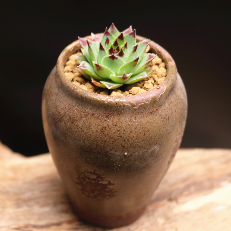铁观音又名凌绢凌樱盆栽绿植花卉盆花组合多肉多肉植物