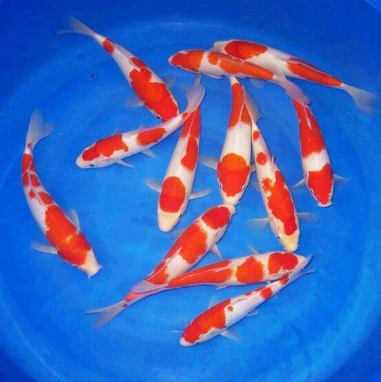 纯种日本红白大正昭和三色丹顶观赏鱼精品锦鲤活体冷水鱼包邮