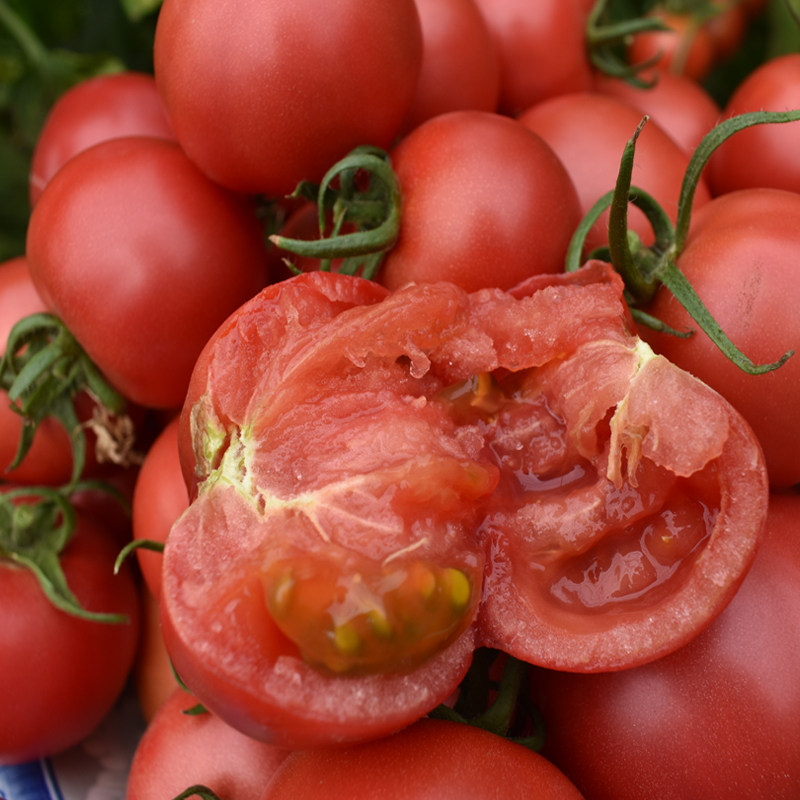 西红柿新鲜自然番茄采摘农家沙瓤孕妇生吃粉红番茄