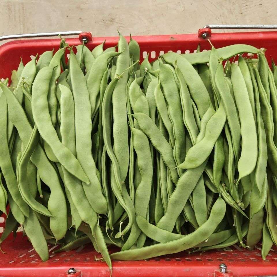 新鲜芸豆角5斤整箱蔬菜无筋四季豆角扁豆角刀豆现摘助农青菜5包邮