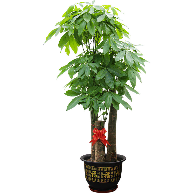 深圳同城配送发财树盆栽绿植大型植物大树桩室内招财客厅花卉盆景