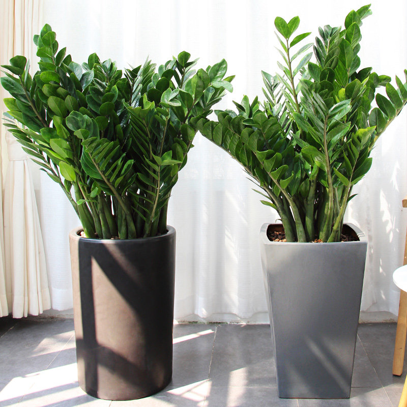 深圳同城配送金钱树盆栽花卉绿植大型植物室内办公室家庭四季好养