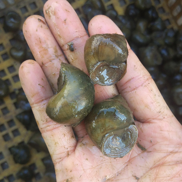 脆螺鱼大黑鱼水库野钓钓鱼螺蛳打窝田螺鲜活螺