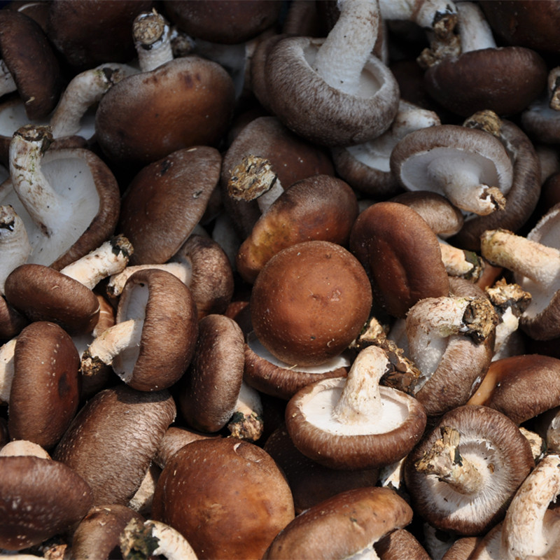 香菇新鲜密云香蕈香信香菌冬菇香菰蔬菜食用菌其它