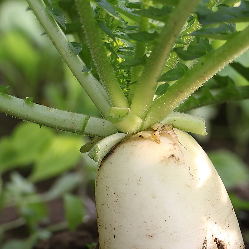 白萝卜农家新鲜大白芦菔叶子五行蔬菜菜汤500g其它