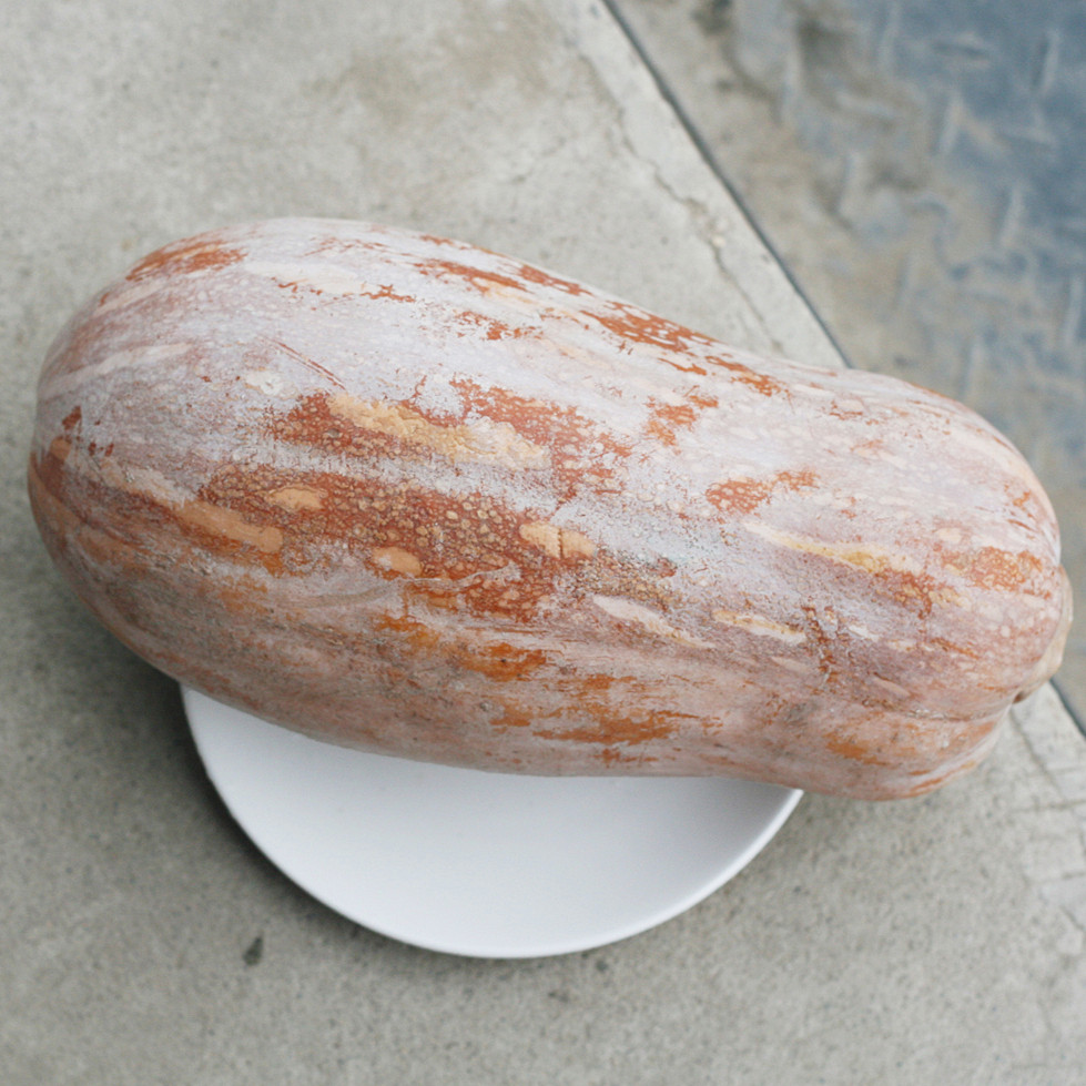 老农自种老倭瓜老窝瓜面瓜南瓜方瓜宝宝辅食其它