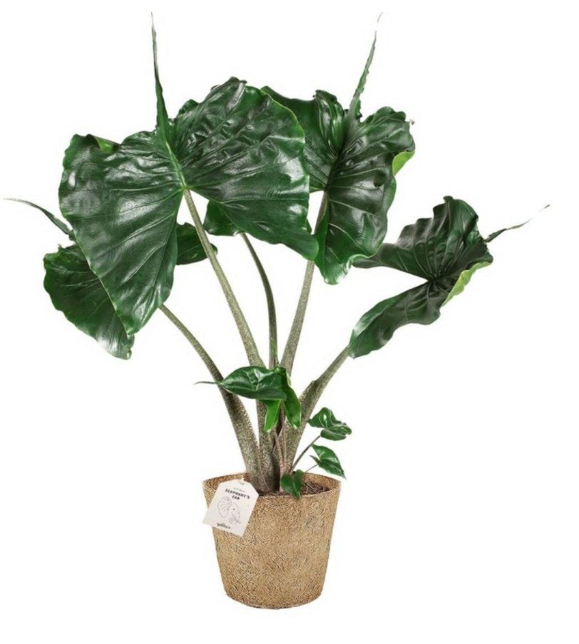 黄貂鱼荷兰进口alocasiastingray网红绿植室内盆栽斑马绿植