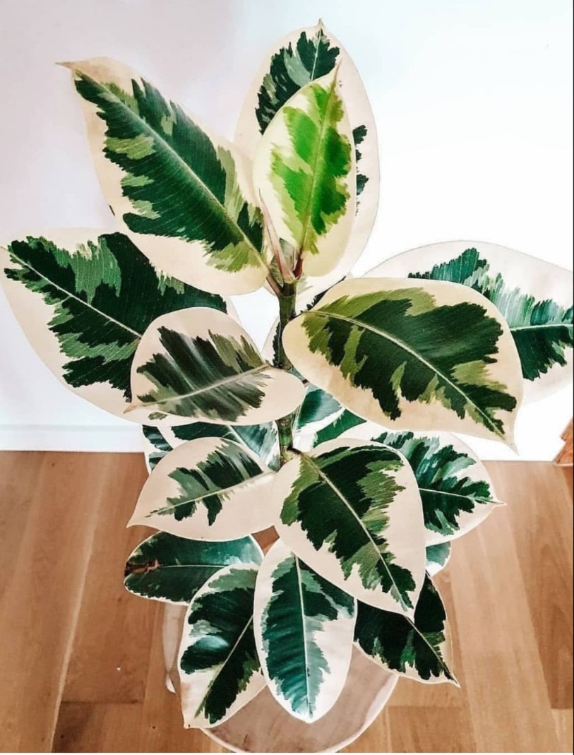 金刚橡皮树红关公黑金刚花叶彩叶盆栽植物室内绿植