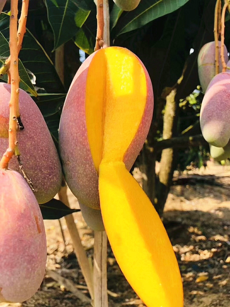 海南果园现摘贵妃芒果小台金煌新鲜当季水果芒果