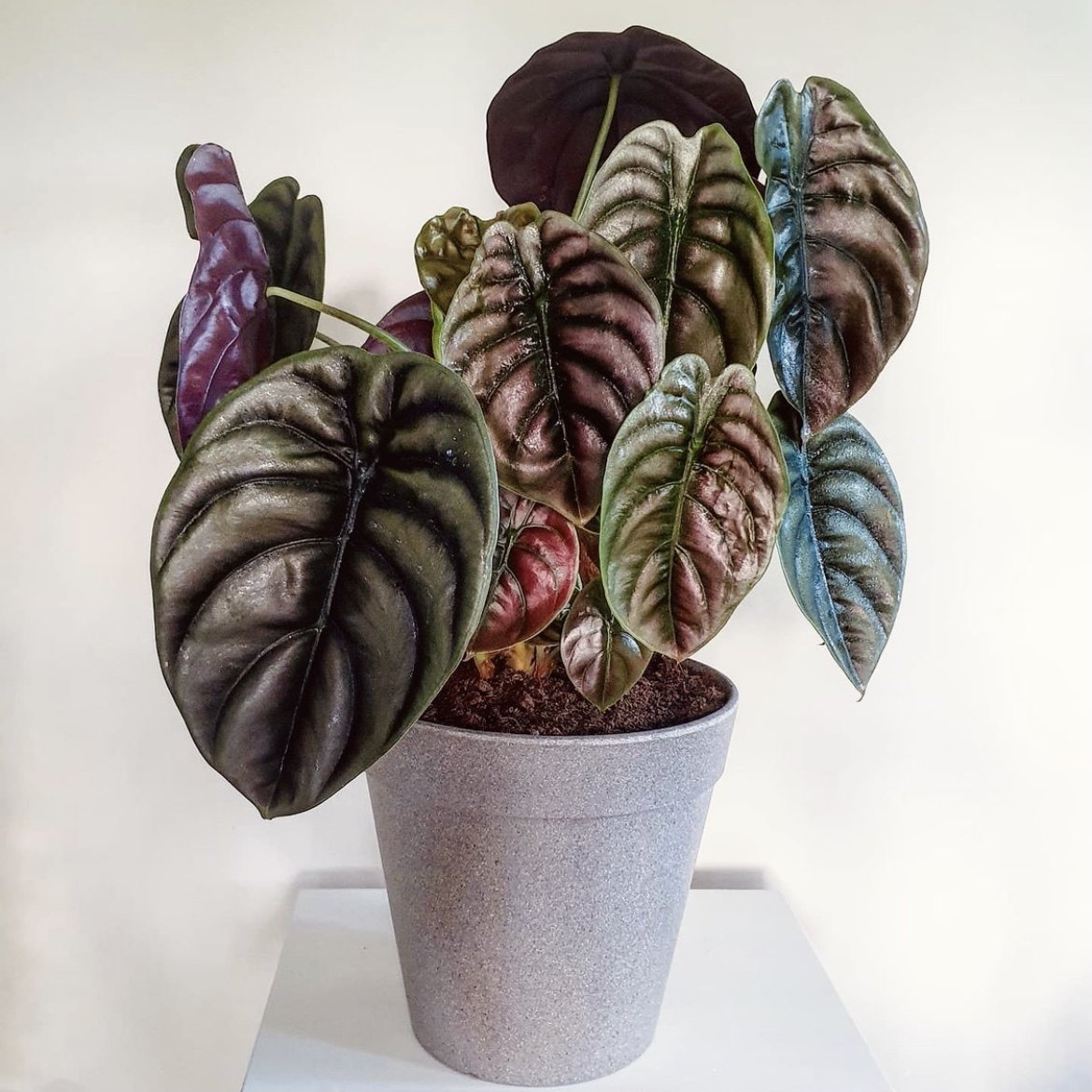 盆栽萨利犀牛白犀牛绿植网红insalocasiaredsecret铜叶花器绿植