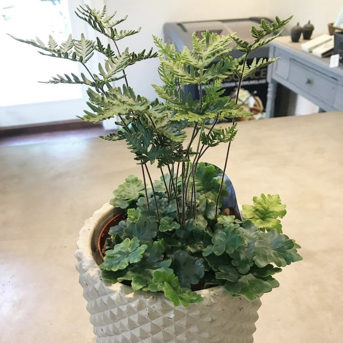 花器天线绿云蕨类植物室内耐阴桌面花卉绿植绿植