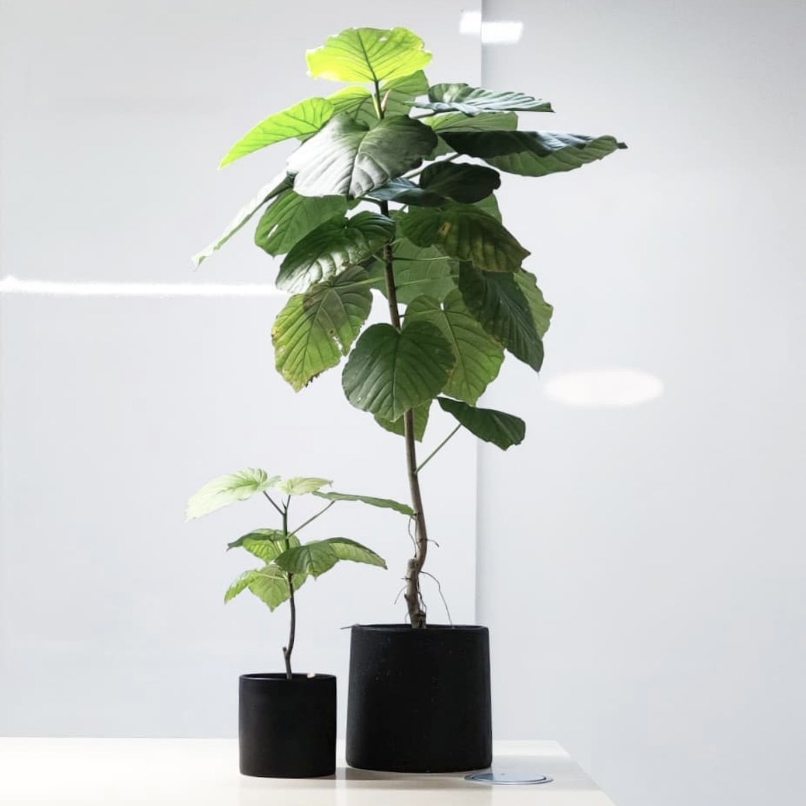 室内绿植叶绿植植物观网红日系欧风北欧ins盆栽绿植