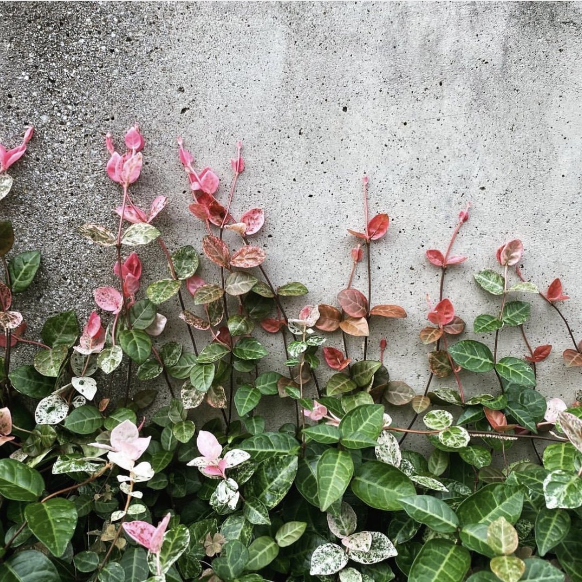 络石花器花叶黄金花园阳台盆栽藤蔓垂吊地被绿植