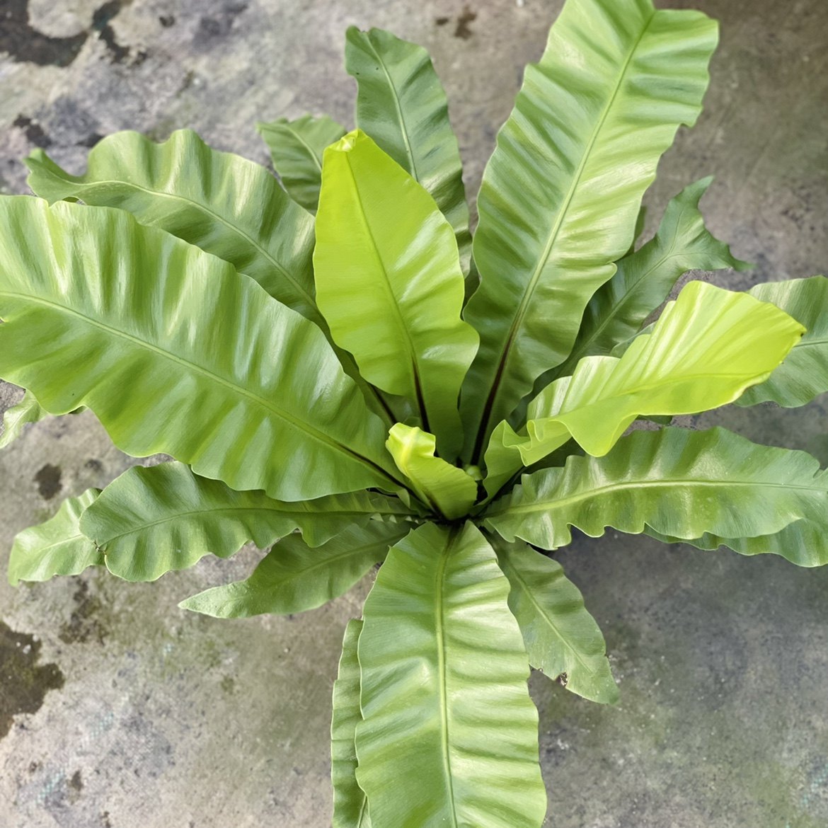 花器莱斯利皱叶火焰火焰鸟鸟巢蕨类植物室内阳台绿植