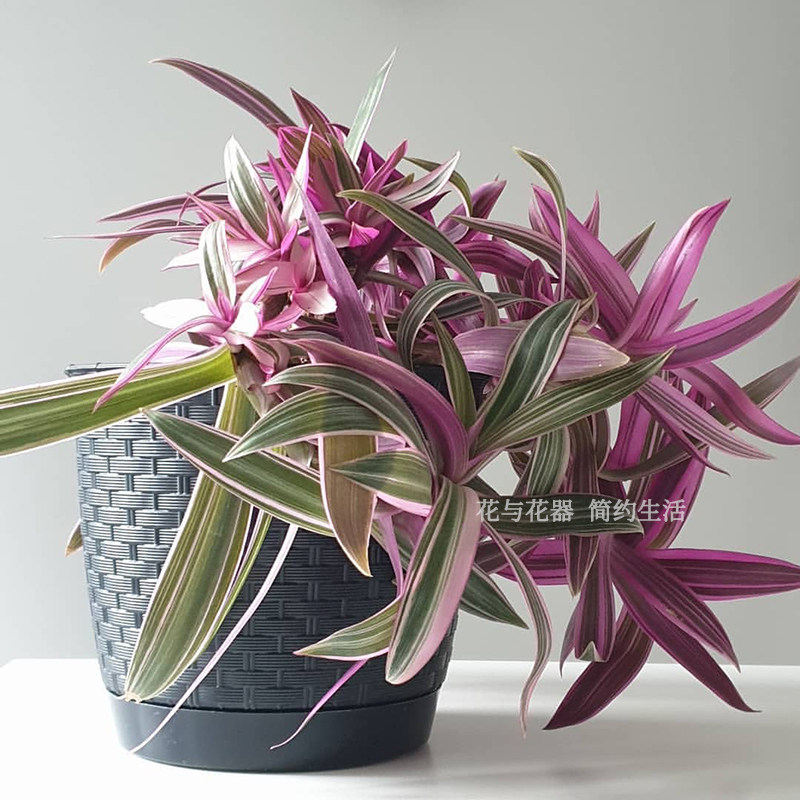 花器锦兰彩虹蚌兰室内净化空气耐旱彩叶植物四季绿植