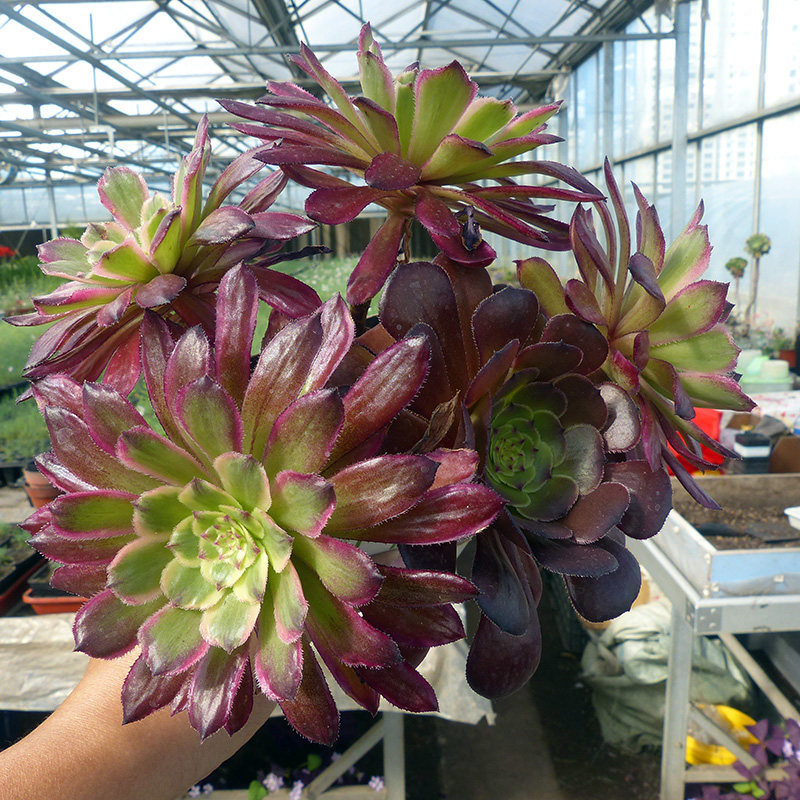 9月法师红覆轮实拍新品变异稀有自然锦覆轮锦多多肉植物