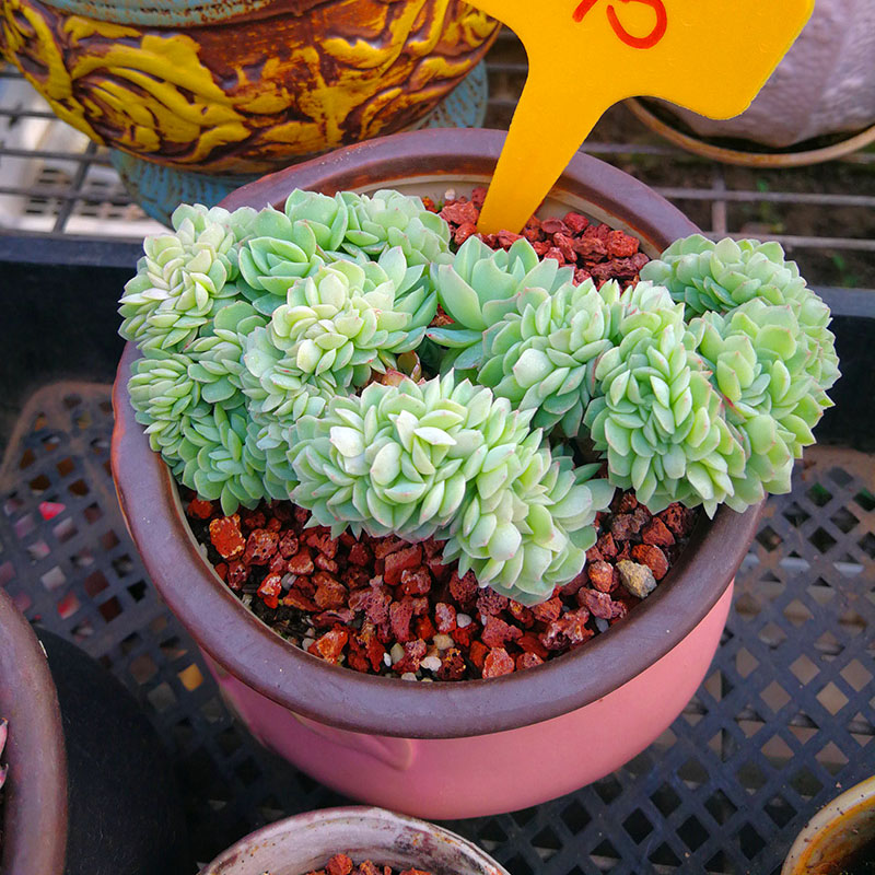 变异一物一图稀有多肉缀化多肉植物 双子贝瑞缀化 缀化孤品 9月