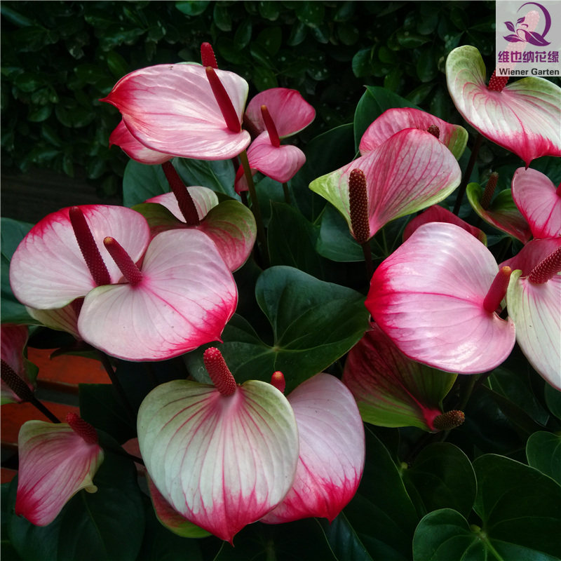 进口红唇彩色红掌秋季季花水蜜桃花卉室内客厅花卉